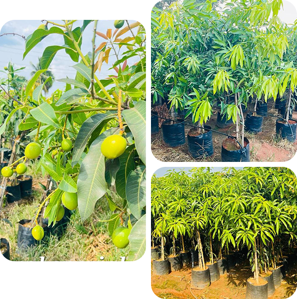 Vijaya Lakshmi Nursery Vijaya Lakshmi Nursery