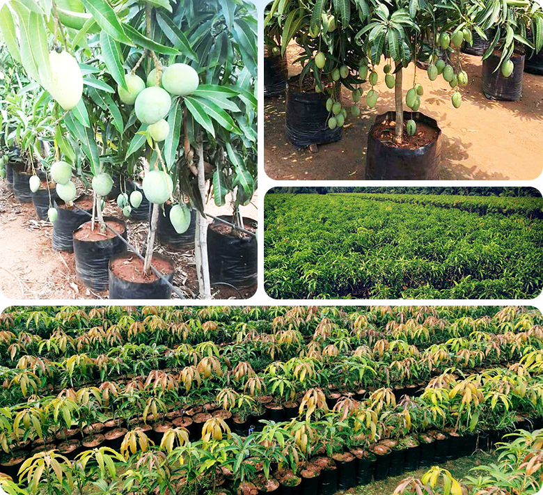 Vijaya Lakshmi Nursery