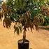Vijaya Lakshmi Nursery