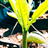 Vijaya Lakshmi Nursery