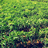 Vijaya Lakshmi Nursery