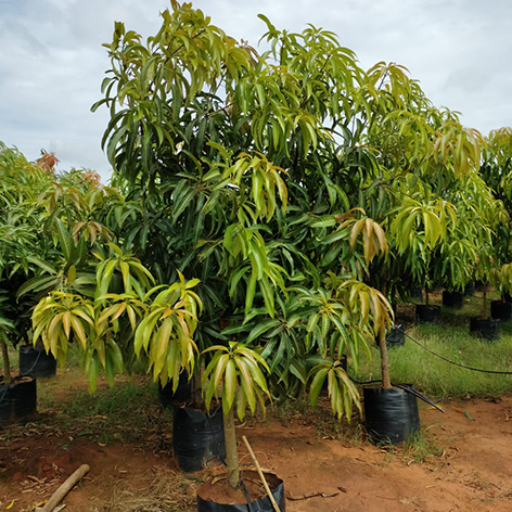 Banginapalli Plants