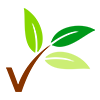 Vijaya Lakshmi Nursery